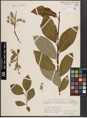 Foto von Salix caprea L.